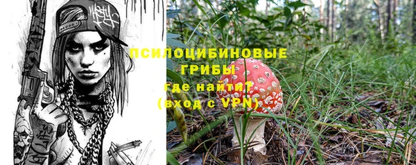 индика Ельня